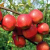 Fuji Elma Fidanı | 1-2 Yaş | 80-120 cm | Tüplü