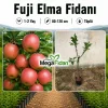 Fuji Elma Fidanı 1-2 Yaş | 80-120 cm | Tüplü