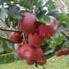 Fuji Elma Fidanı | 1-2 Yaş | 80-120 cm | Tüplü