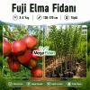 Fuji Elma Fidanı 3-4 Yaş | 130-170 cm | Tüplü