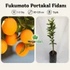 Fukumoto Portakal Fidanı 1-2 Yaş | 80-120 cm | Tüplü