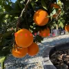 Fukumoto Portakal Fidanı 1-2 Yaş | 80-120 cm | Tüplü