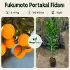 Fukumoto Portakal Fidanı 3-4 Yaş | 130-170 cm | Tüplü