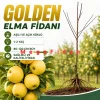 Golden Elma Fidanı 1-2 Yaş | 80-120 cm | Açık Köklü