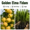 Golden Elma Fidanı 3-4 Yaş | 130-170 cm | Tüplü