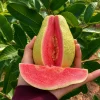 Guava Fidanı