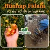 Hünnap Fidanı | 1-2 Yaş | 80-120 cm | Açık Köklü