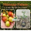 Hünnap Fidanı | 1-2 Yaş | 80-120 cm | Tüplü