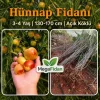 Hünnap Fidanı | 3-4 Yaş | 130-170 cm | Açık Köklü