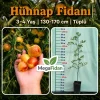 Hünnap Fidanı | 3-4 Yaş | 130-170 cm | Tüplü