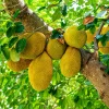 Jackfruit Fidanı