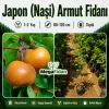 Japon (Naşi) Armut Fidanı 1-2 Yaş | 80-120 cm | Tüplü