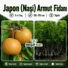 Japon (Naşi) Armut Fidanı 3-4 Yaş | 130-170 cm | Tüplü