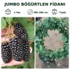 Jumbo Böğürtlen Fidanı | 4 Yaş | 300-400 cm | Tüplü