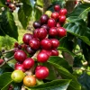 Kahve (Arabica) Fidanı