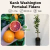 Kanlı Washington Portakal Fidanı 1-2 Yaş | 80-120 cm | Tüplü