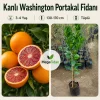Kanlı Washington Portakal Fidanı 3-4 Yaş | 130-170 cm | Tüplü