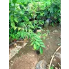 Karambola (Yıldız Meyvesi) Fidanı