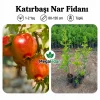 Katırbaşı Nar Fidanı | 1-2 Yaş | 80-120 cm | Tüplü