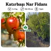 Katırbaşı Nar Fidanı | 3-4 Yaş | 130-170 cm | Tüplü