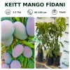 Keitt Mango Fidanı | 1-2 Yaş | 60-100 cm | Tüplü