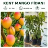Kent Mango Fidanı | 1-2 Yaş | 60-100 cm | Tüplü