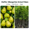 Kieffer (Margarita) Armut Fidanı 3-4 Yaş | 130-170 cm | Tüplü