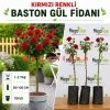 Kırmızı Renkli Baston Gül Fidanı 1-2 Yaş | 80-120 cm | Tüplü
