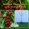 Kütahya Vişne Fidanı 1-2 Yaş | 80-120 cm | Açık Köklü