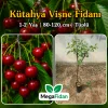 Kütahya Vişne Fidanı 1-2 Yaş | 80-120 cm | Tüplü