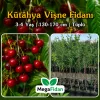 Kütahya Vişne Fidanı 3-4 Yaş | 130-170 cm | Tüplü