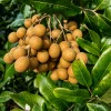 Longan (Ejderha Gözü) Fidanı