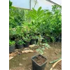 Longan (Ejderha Gözü) Fidanı