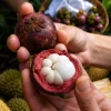Mangosten Fidanı