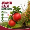 Mondial Gala Elma Fidanı 1-2 Yaş | 80-120 cm | Açık Köklü