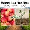 Mondial Gala Elma Fidanı 1-2 Yaş | 80-120 cm | Tüplü
