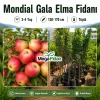 Mondial Gala Elma Fidanı 3-4 Yaş | 130-170 cm | Tüplü