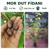 Mor Dut Fidanı | 3-4 Yaş | 130-170 cm | Tüplü