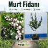 Murt Fidanı (Hambeles) 1-2 Yaş | 20-40 cm | Tüplü