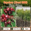 Napolyon (Ziraat 0900) Kiraz Fidanı | 3-4 Yaş | 130-170 cm | Tüplü