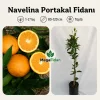 Navelina Portakal Fidanı 1-2 Yaş | 80-120 cm | Tüplü