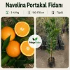 Navelina Portakal Fidanı 3-4 Yaş | 130-170 cm | Tüplü