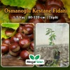 Osmanoğlu Kestane Fidanı 1-2 Yaş | 80-120 cm | Tüplü