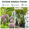 Osteen Mango Fidanı | 1-2 Yaş | 60-100 cm | Tüplü