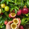 Passiflora (Çarkıfelek) Fidanı