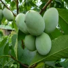 Pawpaw Fidanı