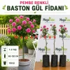 Pembe Renkli Baston Gül Fidanı 1-2 Yaş | 80-120 cm | Tüplü