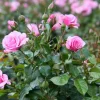 Pembe Renkli Yediveren Gül Fidanı (1 Yaşında 20-40 cm)