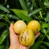 Pepino Fidanı