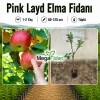 Pink Layd Elma Fidanı 1-2 Yaş | 80-120 cm | Tüplü